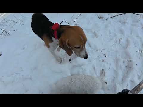 Видео: Охота на зайца с эстонской гончей.Добыли.