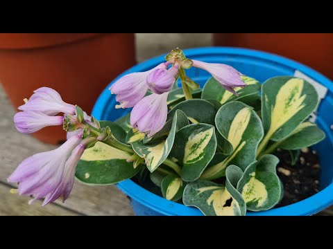 Видео: Мой 1 обзор по цветущим хостам в этом году #julia_i_sad #хоста #bayern #2024 #garden #collection