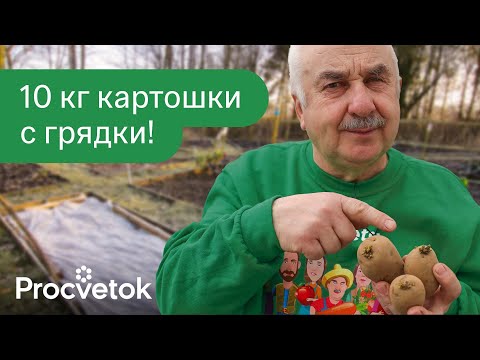 Видео: КАРТОФЕЛЬ ДАСТ ОТЛИЧНЫЙ УРОЖАЙ, если посадить эти сорта и правильно подготовить их к посадке