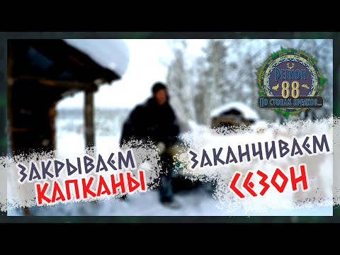 Видео: Регион 88 | Волк, Глухарь. Закрываем капканы. Заканчиваем сезон