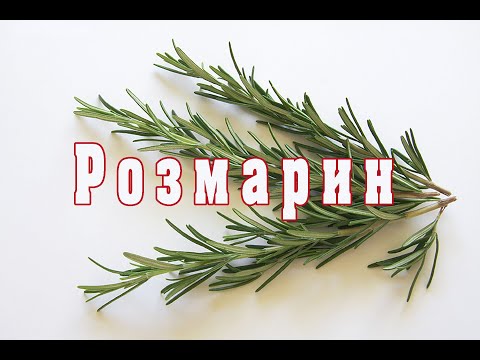 Видео: Специи. Розмарин / ENG SUB