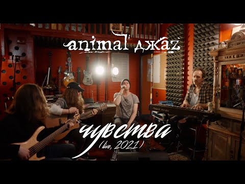 Видео: Animal ДжаZ — Чувства (Акустика, Live, 2021)