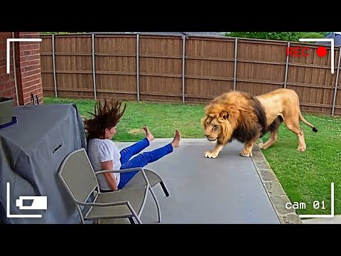 Видео: Моменты с Животными Один на Миллион