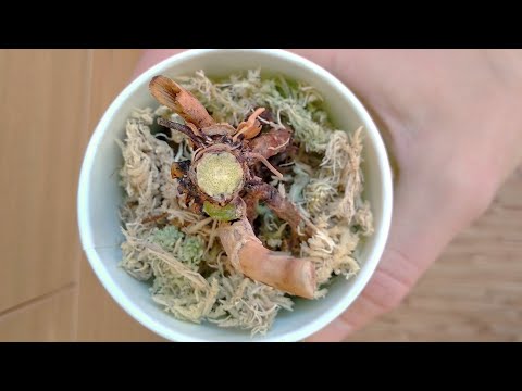 Видео: ПОЛУЧИ орхидеи ИЗ ПЕНЕЧКА! РАЗМНОЖЕНИЕ орхидеи НИЖНИМИ КОРНЯМИ? орхидея ИЗ ПЕНЬКА часть #1