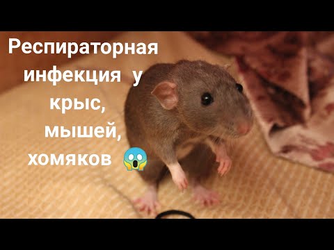 Видео: Респираторная инфекция у крыс, мышей, хомяков🐭🐭🐭Ринит, бронхит, пневмония. Как диагностировать?