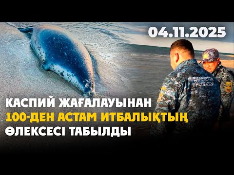Видео: Каспий жағалауынан 100-ден астам итбалықтың өлексесі табылды | 04.11.2025