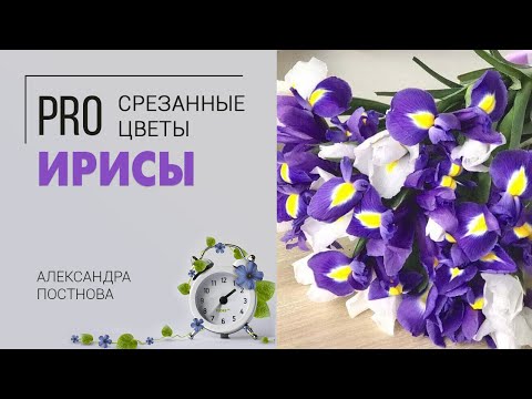 Видео: Ирисы - нежные цветы, ассоциирующиеся с весной. Кому дарить, по каким поводам, сколько стоят в вазе.