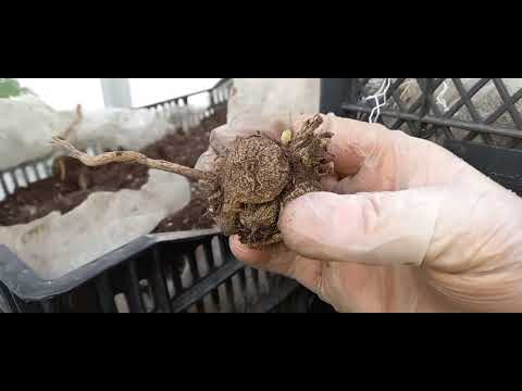 Видео: Начала готовить клубни георгины к посадке для раннего цветения.