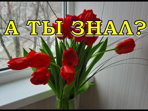 Видео: Как сделать так, чтобы ТЮЛЬПАНЫ  долго простояли в вазе🌷🌷🌷?  9 условий☝