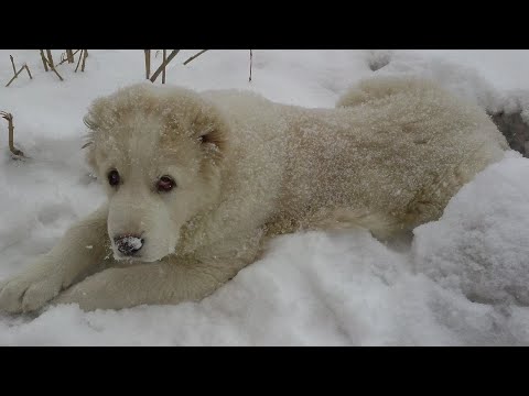 Видео: Спасая замерзшего щенка алабая, они не могли  подумать, что он сам станет их спасителем
