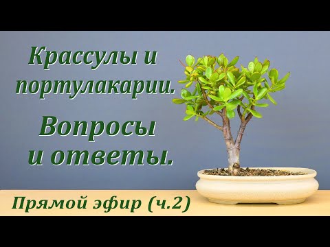 Видео: Крассулы и портулакарии. Вопросы и ответы, часть 2 (запись прямого эфира).