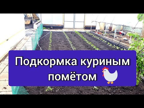 Видео: Подкормка куриным пометом