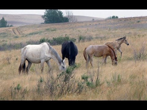 Видео: Табун в июле.