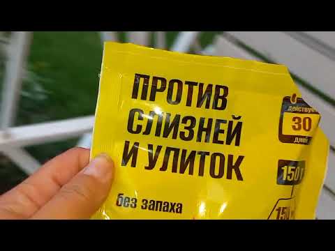 Видео: Ответы на вопросы. Цветы в саду. Новые  хосты.
