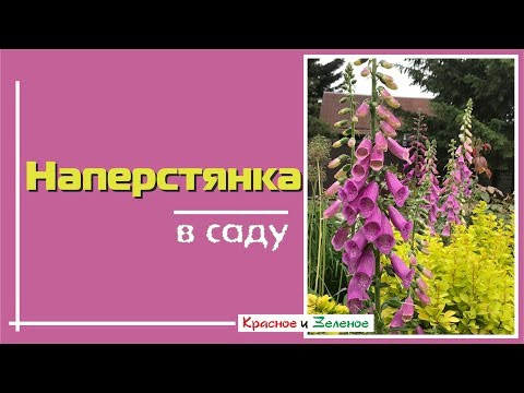 Видео: Наперстянка. Как вырастить и с чем сочетается в саду.