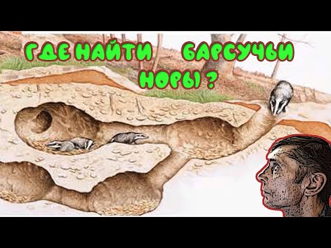 Видео: Охота на барсука  Где искать барсучьи норы