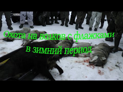 Видео: Охота на волков с флажками.  В зимний период