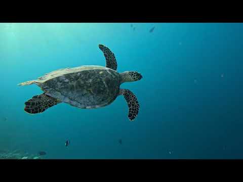 Видео: 454 Фуравери снорклинг