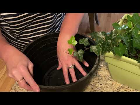 Видео: Пересадка плюща и дополнительное укоренение.