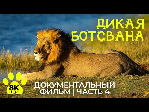 Видео: Дикая Ботсвана в 8K HDR - Документальный фильм об уникальных животных и птицах - Эпизод 4