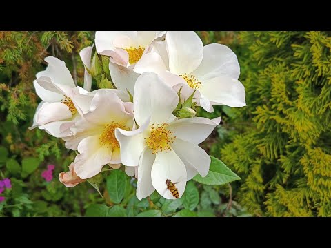 Видео: РОЗЫ. Еще не ПИК, но все же... Июль 2025