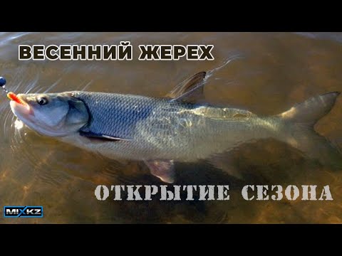 Видео: Жерех на каждом забросе на реке Каратал, сезон жереха на реке, в поисках речного жереха, ErekeMix