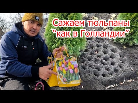 Видео: Сажаем тюльпаны по голландской технологии! Шикарная клумба тюльпанов.