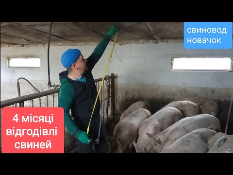 Видео: 4 МІСЯЦІ ВІДГОДІВЛІ СВИНЕЙ. міряю свиней рулеткою. Розхід корму. Відео 3. Свиноводство.