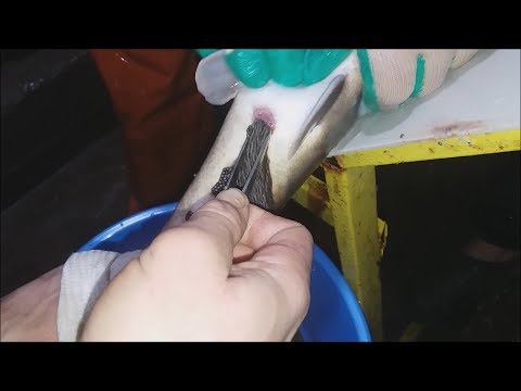 Видео: Инкубация осетра от А до Я глазами рыбовода. Получение малька осетра