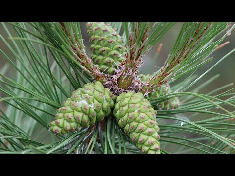 Видео: Шишки сосны: когда собирать + Рецепт варенья и Настойки