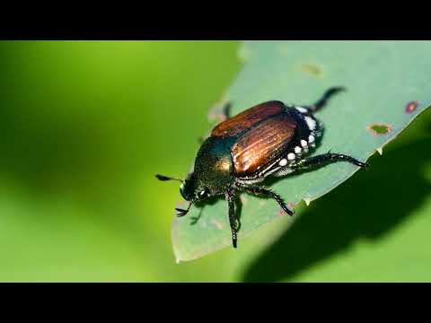 Видео: Шкода японських жуків: як вони псують рослини та загрожують вашому врожаю