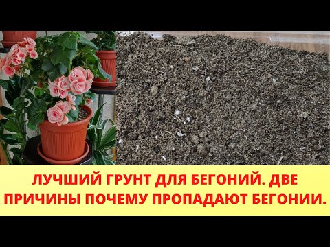 Видео: Обязательно сделайте супер грунт для бегоний. Две причины почему бегонии пропадают. Уход полив зимой