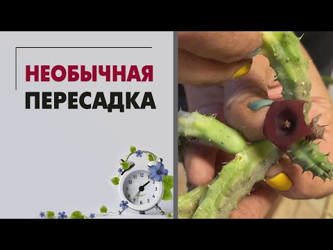 Видео: Необычное озеленение. Было и стало. Сравним?
