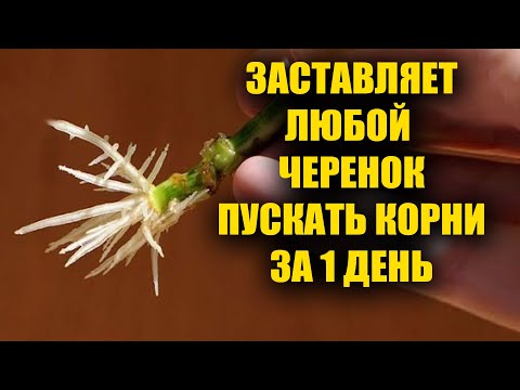Видео: Самый простой способ укоренить любой черенок! Черенкование любых черенков от роз до винограда!