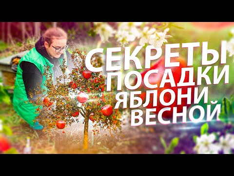 Видео: КРУПНЫЕ ЯБЛОКИ В СИБИРИ! СЕКРЕТЫ ПОСАДКИ ЯБЛОНЬ ВЕСНОЙ