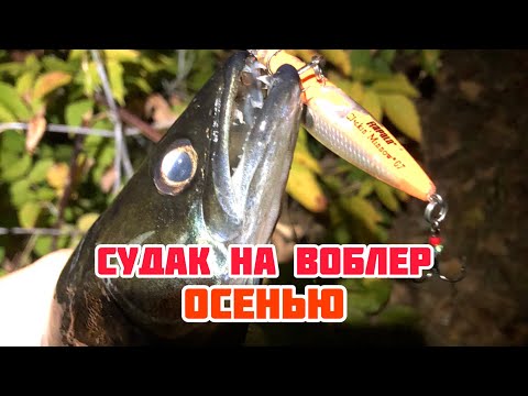 Видео: СУДАК НА ВОБЛЕР | ВОБЛЕРЫ НАЧАЛИ РАБОТАТЬ ПО СУДАКУ