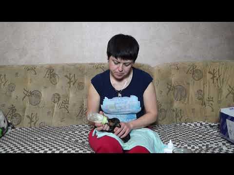 Видео: ИСКУССТВЕННОЕ ВСКАРМЛИВАНИЕ ЩЕНКОВ//ЩЕНКИ ТАКСЫ