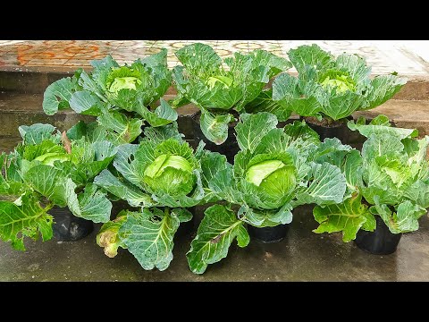 Видео: Выращивайте капусту из семян дома, простые советы для начинающих