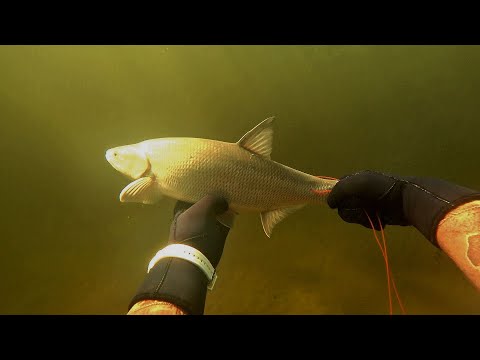 Видео: ПОДВОДНАЯ ОХОТА НА ВОЛГЕ. Супер прозрак , март 2024.