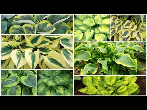 Видео: Получили первую посылку с хостами  Я в восторге (15 января 2022)