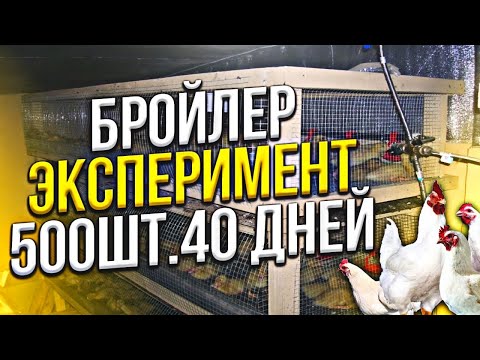 Видео: Заработок на бройлере ( ЭКСПЕРИМЕНТ на 500шт), выращивание бройлера, бройлер кобб 500 в курятнике