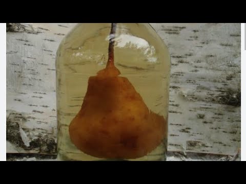 Видео: Груша в пляшці.I grow a pear in a bottle