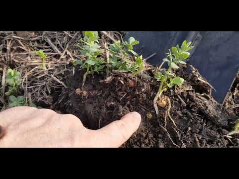 Видео: Выращивание зимующего гороха. No-till 14.02.2020. Проблеммы посева и состояние посевов