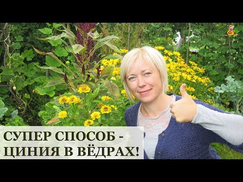 Видео: Очень просто - ЦИНИЯ в ведрах!!! / Огород в контейнерах