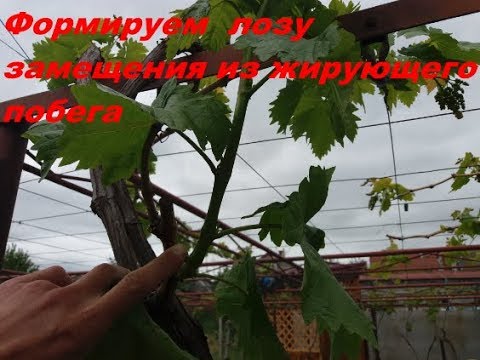 Видео: Формируем лозу замещения из жирующего побега.