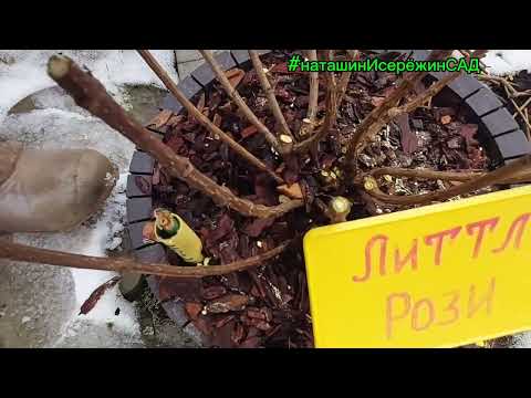 Видео: 2025г.- весенняя✂️ОБРЕЗКА Гортензии ✂️📣в моём саду📣 #наташинИсерёжинСАД