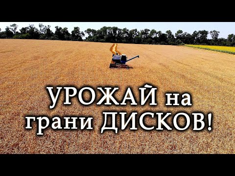 Видео: Уборка Вымерзлой пшеницы! Комбайн НИВА СК-5 . Специалисты ФАО были правы, год рекордных урожаев.