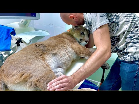 Видео: Пума Месси в больнице! Месси сдаёт кровь, писает в баночку, лежит на узи и доверяет Саше