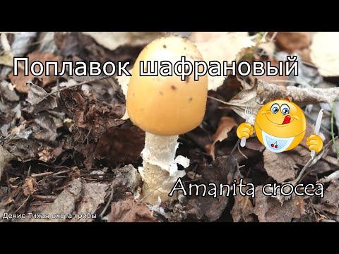 Видео: Поплавок шафрановый - вкусный съедобный гриб | Amanita crocea