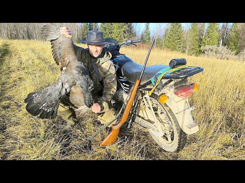 Видео: ЖЕСТОКО ДЛЯ МНОГИХ, НО ЭТО ОХОТА / ПЕРВЫЙ ГЛУХАРЬ У СОБАЧКИ / ОХОТА НА ГЛУХАРЯ С МЕЛКАШКОЙ В ТАЙГЕ.